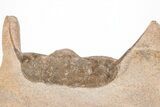 Spiny Selenopeltis Trilobite (Head Tucked) - Erfoud, Morocco #206446-5
